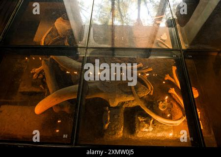 Caveman, Neanderthal, Primate, Homo Mammuthus, mammoth, Elephantidae ...