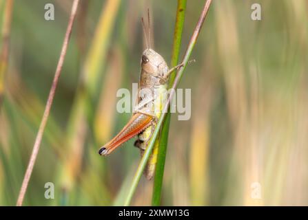 A Marsh Meadow Grasshopper (Pseudochorthippus curtipennis) perches delicately on a slender blade of grass in Colorado. The insect displays its intrica Stock Photo