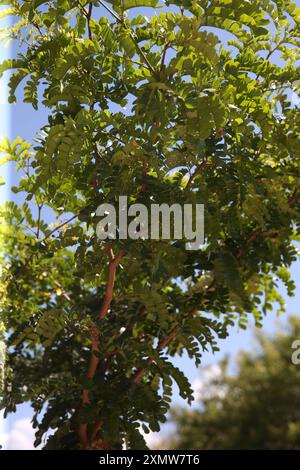 Brazilwood tree in bloom National tree of Brazil Caesalpinia echinata ...