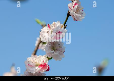 Selective focus of beautiful branches of white Cherry blossoms on the tree under blue sky. Stock Photo