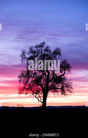 Vertical view of an oak tree silhouette with a beautiful dramatic pink, purple and orange sunset behind in coastal California Stock Photo