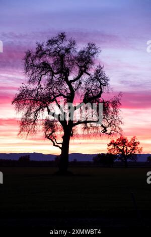 Vertical view of an oak tree silhouette with a beautiful dramatic pink, purple and orange sunset behind in coastal California Stock Photo