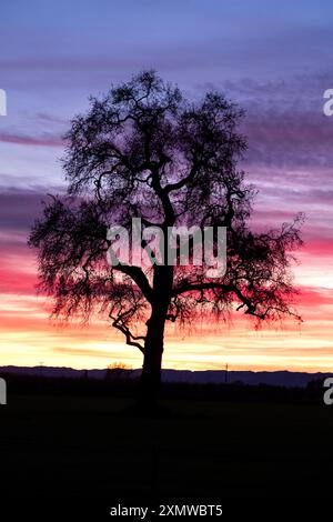 Vertical view of an oak tree silhouette with a beautiful dramatic pink, purple and orange sunset behind in coastal California Stock Photo