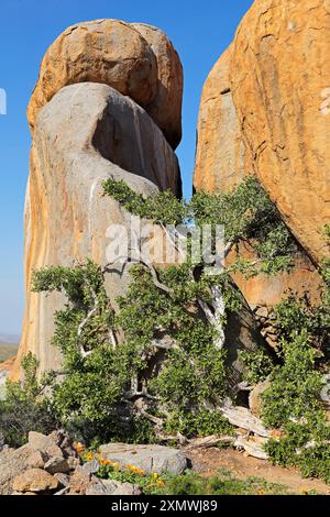 A laurel fig (Ficus ilicina) growing on a granite rock, Namaqualand, South Africa Stock Photo