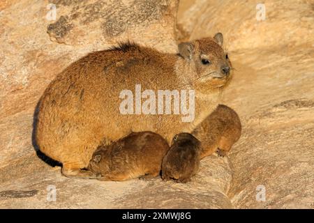 A rock hyrax (Procavia capensis) with small pup basking on a rock, Augrabies Falls National Park, South Africa Stock Photo