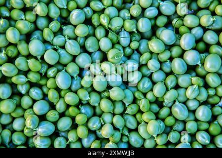 Fruits of sweet green garden peas after shelling, texture for background. Stock Photo