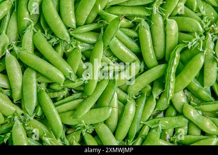 Sweet green garden peas in pods on horizontal surface close-up, plant texture for background. Stock Photo
