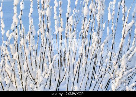Wall of vertical frost-covered and snow-covered bush branches on winter day. Stock Photo