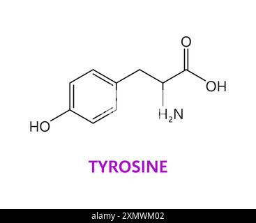 Tyrosine amino acid chemical molecules, essential structure with a polar side chain, includes a benzene ring, an amino, carboxyl and hydroxyl groups, Stock Vector