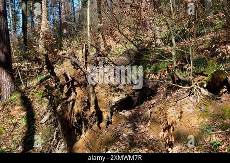 A fallen tree with roots and a stump in the forest after storm Stock Photo