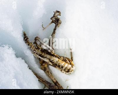 Closeup Southern Gentoo (Pygoscelis papua ellsworthi) penguin skeleton in snow, Pleneau Island, Wilhelm Archipelago, Antarctica Stock Photo