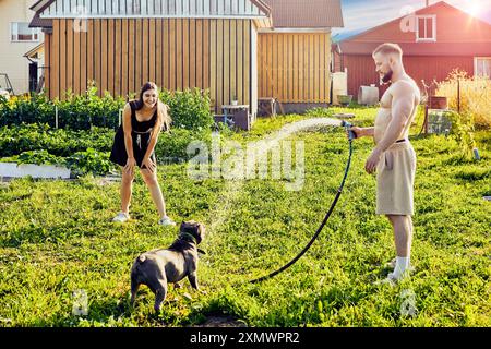 An American Bully dog plays with stream of water from garden hose, entertaining Caucasian couple, young man and woman. Stock Photo