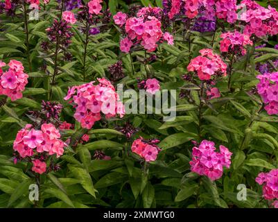 Pretty deep pink Phlox Paniculata flowers in growing in English garden in July, Leicestershire, England, UK Stock Photo