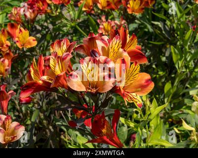 Pretty orange and yellow perennial Alstroemeria 'Indian Summer' (Peruvian Lily) flowers growing in English garden in Summer, Leicestershire,England,UK Stock Photo