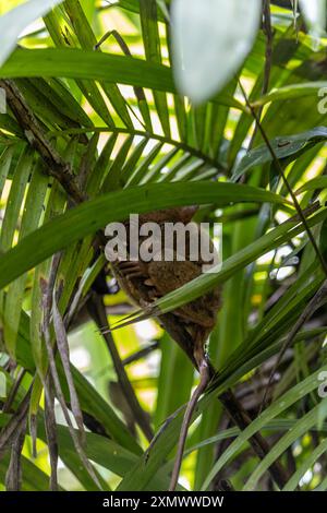 Tarsier hanging on a tree Stock Photo - Alamy