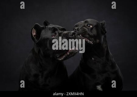 Portrait of two Italian Cane Corso breed on a black background. Stock Photo