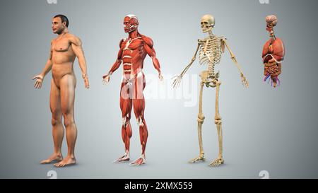 Male body with skeletal muscle and organs Stock Photo