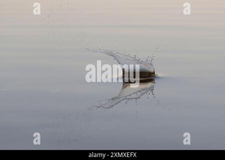 A splash in a lagoon at sunset Stock Photo