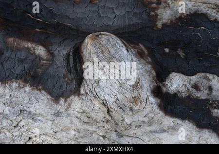 burnt weathered driftwood on beach, norfolk, england Stock Photo