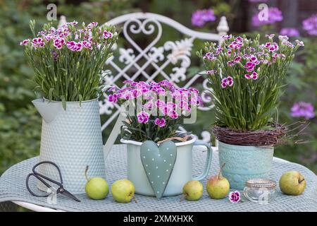 garden arrangement with pink garden carnations (dianthus hybrid) in vintage pots Stock Photo