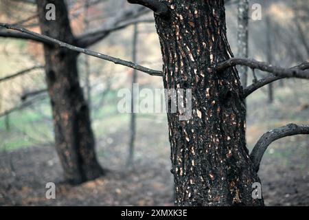 Close-up of a charred tree trunk in a forest recovering from a wildfire in Legarda, Navarra, Spain. Stock Photo