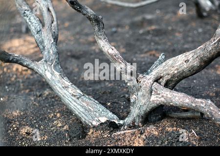 Close-up of a charred tree branch on the scorched forest floor, depicting the aftermath of a wildfire in Legarda, Navarra, Spain. Stock Photo