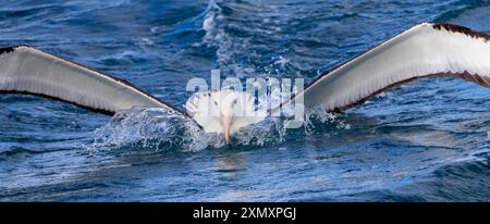 Northern Royal Albatross (Diomedea sanfordi), adult landing at sea, almost going under water, New Zealand, Chatham Islands Stock Photo