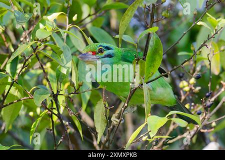 Moustached Barbet, Hume's blue-throated barbet, Ceylon small barbet (Psilopogon incognitus, Megalaima incognita), sitting on a branch, foraging in den Stock Photo