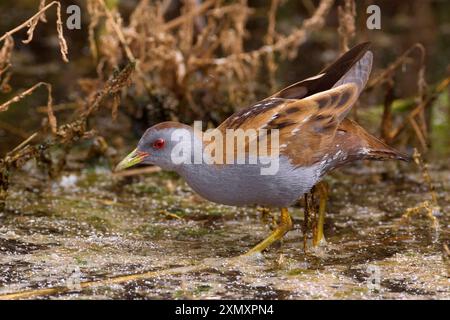 little crake (Porzana parva, Zapornia parva), male wading through shallow water, Kuwait Stock Photo