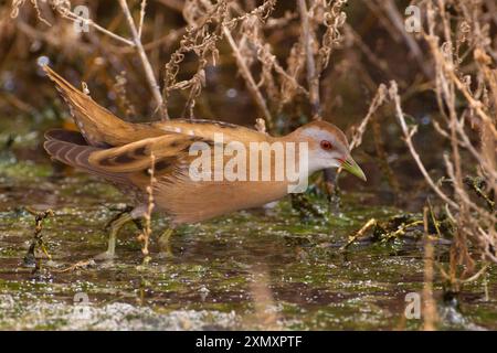 little crake (Porzana parva, Zapornia parva), wading through shallow water, Kuwait, Jahra Pools, Jahra Stock Photo