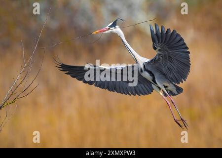 grey heron (Ardea cinerea), flying up with collected nesting material in its beak, Italy, Tuscany Stock Photo