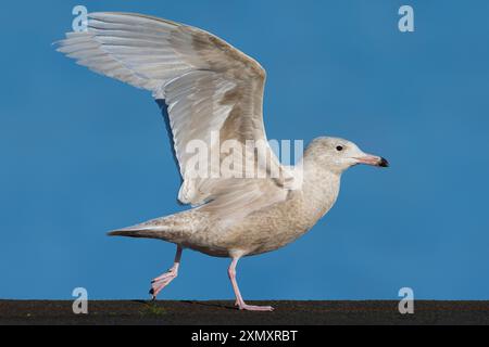 glaucous gull (Larus hyperboreus), taking off, Azores Stock Photo