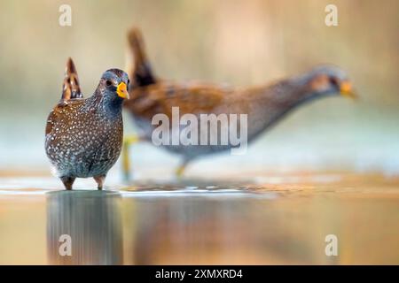 spotted crake (Porzana porzana), two spotted rails wading through shallow water, Italy, Tuscany, Colli Alti Stock Photo