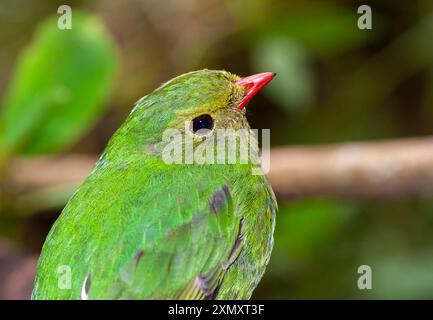 Green-and-black fruiteater, Black-throated Cotinga, Green-black fruiteater, Tallmans' Fruiteater (Pipreola riefferii), sitting on a branch, portrait, Stock Photo