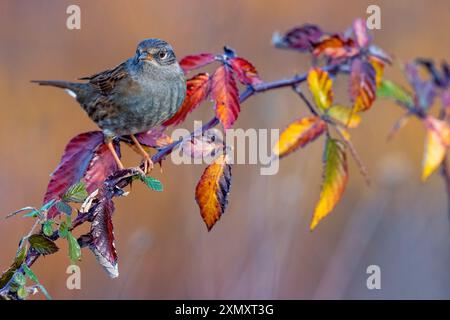 dunnock, hedge accentor, hedge sparrow, hedge warbler, titling (Prunella modularis), perching on a branch with colorful autumn leaves, side view, Ital Stock Photo