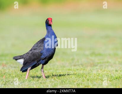 Australasian Swamphen, Purple Swamphen, Pukeko (Porphyrio melanotus melanotus, Porphyrio melanotus, Porphyrio porphyrio melanotus), walking on a lawn, Stock Photo