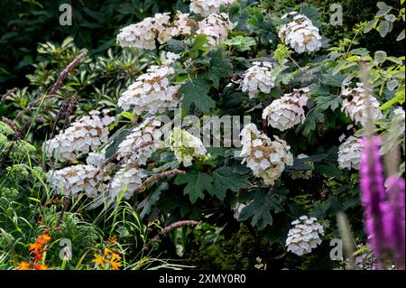 Hydrangea Quercifolia Snow Queen, Oak-leaf, Hydrangea,  Hydrangeaceae. Stock Photo