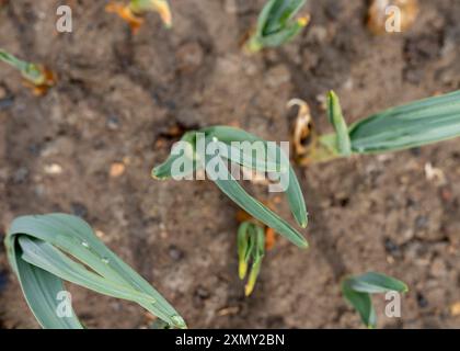 Garlic crop in the field. High angle view with selective focus on plants. Stock Photo