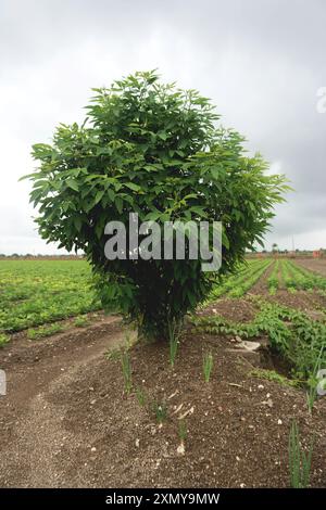 Immerse yourself in the calmness of rural living as you absorb the tranquil farmland scenery. Lush crop fields extend towards majestic trees that stan Stock Photo