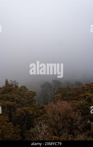 The misty forest surrounding pena palace, enveloping the landscape in a soft, serene fog Stock Photo