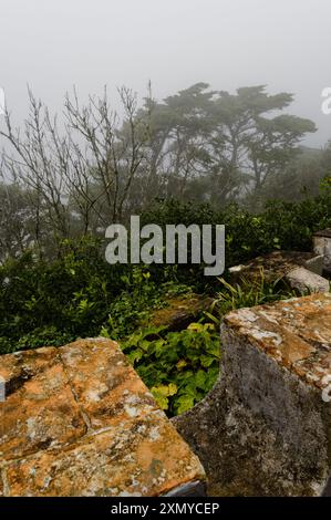 Lush greenery and ancient stonework at pena palace blend seamlessly with the misty backdrop Stock Photo