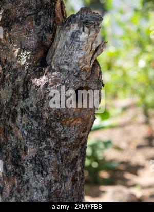 Bird hollow in log of apple tree. The hollow has a round opening. Stock Photo
