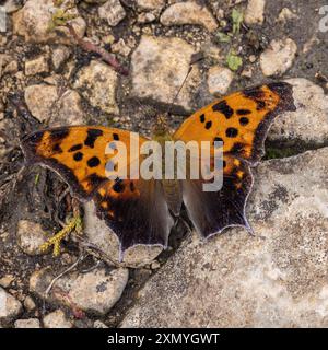 Question Mark Butterfly on Rocky Ground Stock Photo