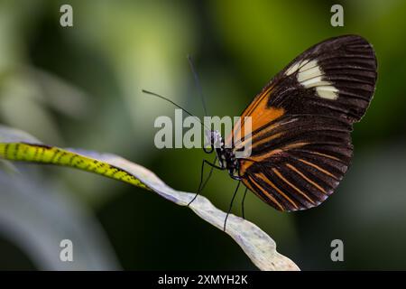 Postman, Heliconius melpomene, subspecies Malleti Stock Photo