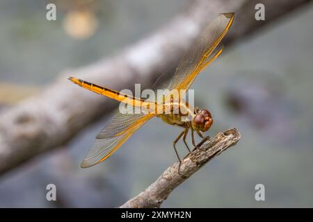 Needham's Skimmer, Libellula needhami Stock Photo