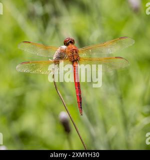 Needham's Skimmer, Libellula needhami Stock Photo