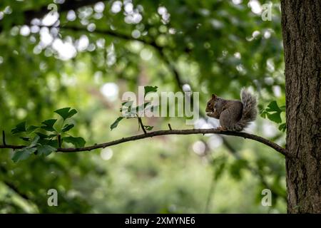 A small squirrel perches on a tree branch amidst vibrant foliage. Stock Photo