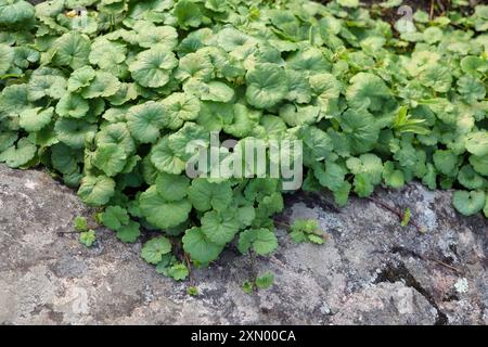 Green, kidney- or fan-shaped leaves of Glechoma hederacea or Ground-ivy, an evergreen perennial creeper plant of the mint family Lamiaceae. Stock Photo