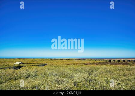 Dense mangrove forest with the historical One Mile Jetty and the Mangrove Boardwalk at the tropical coast of Carnarvon, Western Australia Stock Photo