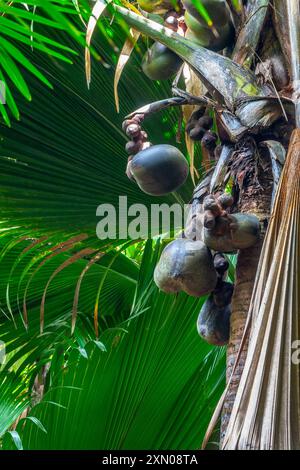 Coco de mer tree (sea coconut) with its fruits also called love coconut, coco-fesse, Vallée de Mai, Seychelles Stock Photo